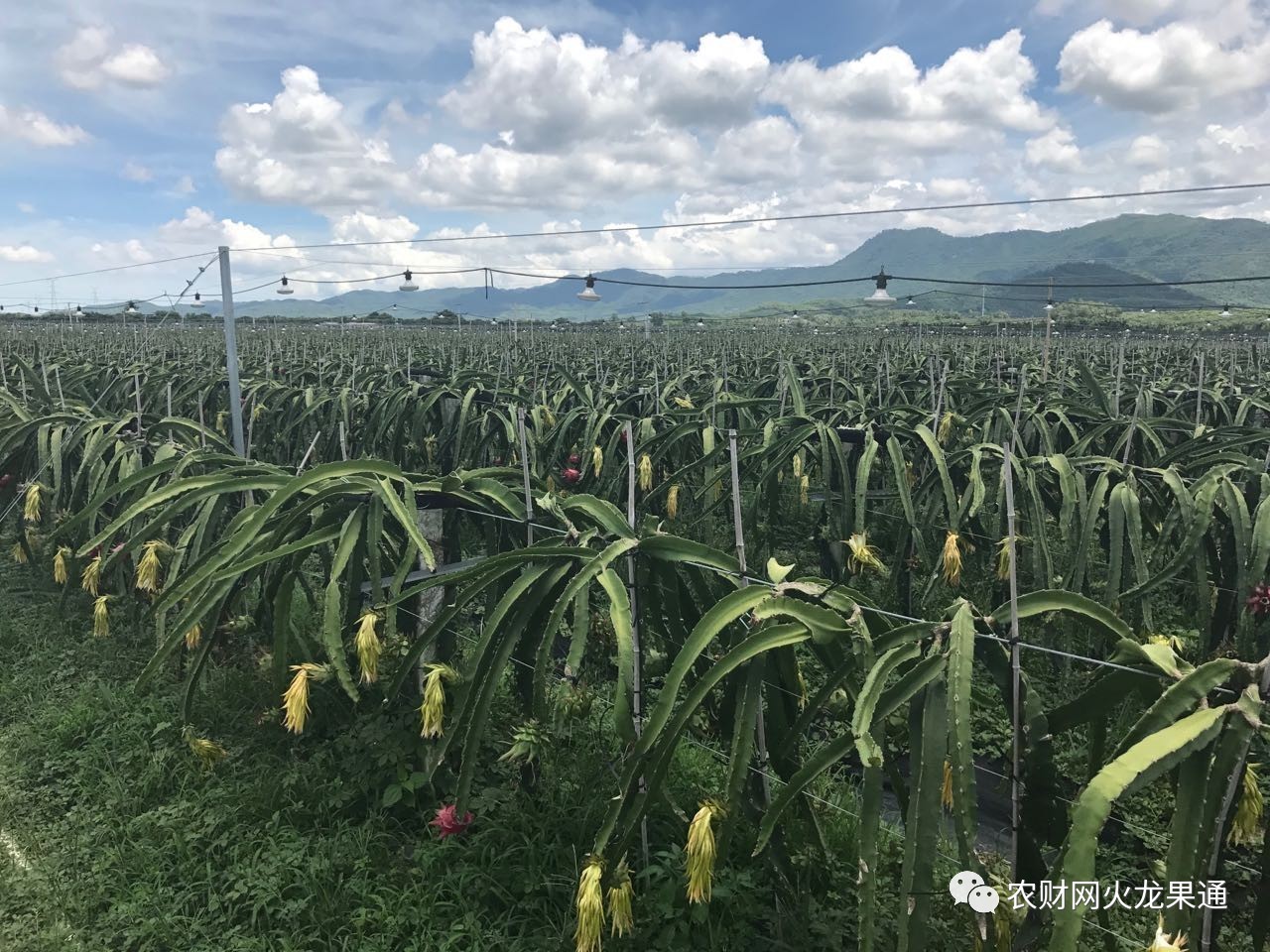 海南火龙果:品质好价格高,反季节错峰上市,市场