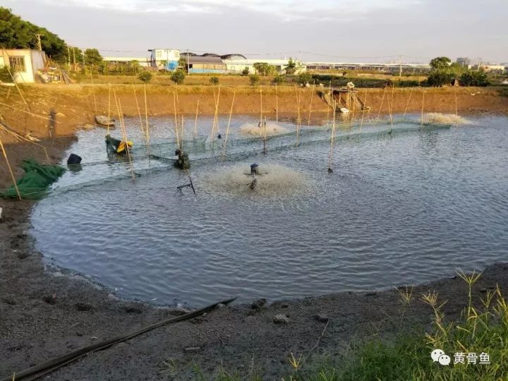 梦见吐人口水_猪吐人口水的照片(3)