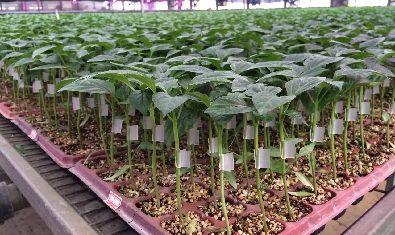 蔬菜苗调运何时能享