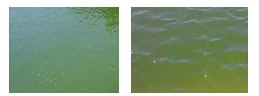 生鱼塘蓝藻泛滥该如何解决?