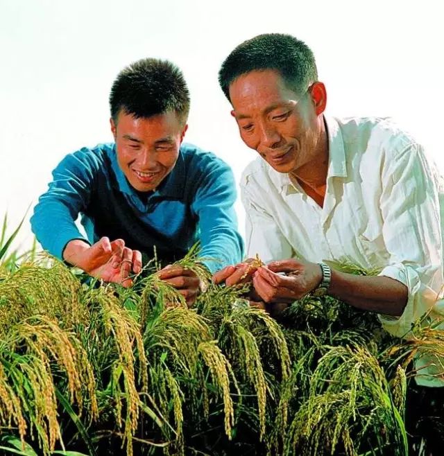 袁隆平运用了什么原理(2)