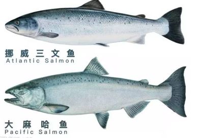 虹鳟 VS 大西洋鲑-国产三文鱼是淡水虹鳟鱼 到