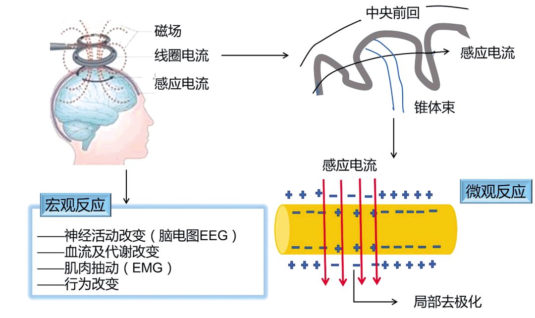 纯手法减肥是什么原理_减肥黑油便是什么样子(3)