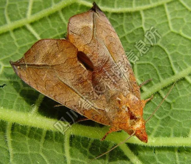 吸果夜蛾是吸食果实的一类鳞翅目夜蛾科害虫,跟斜纹夜蛾类似.