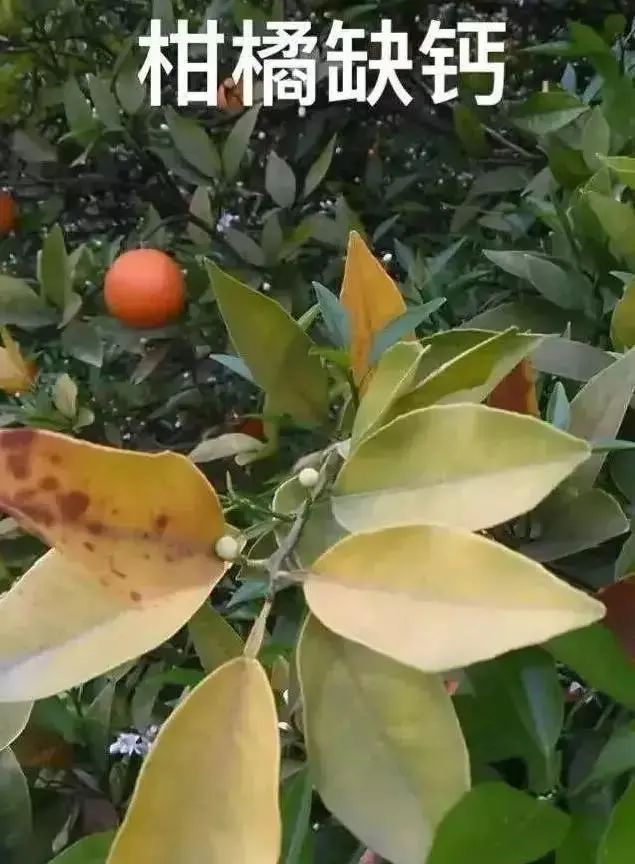 2)山坡地种植柑橘,由于钙的流失,也会发生缺钙现象,或土质差,有机质