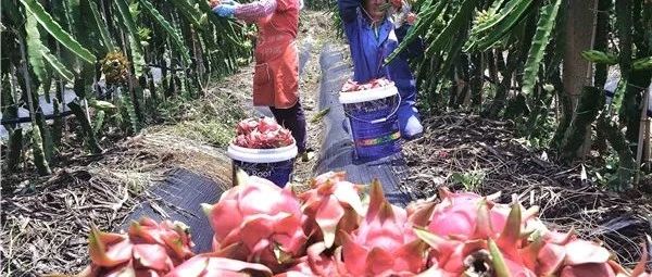 云南石屏万亩火龙果成熟上市，年产值可达3亿元！