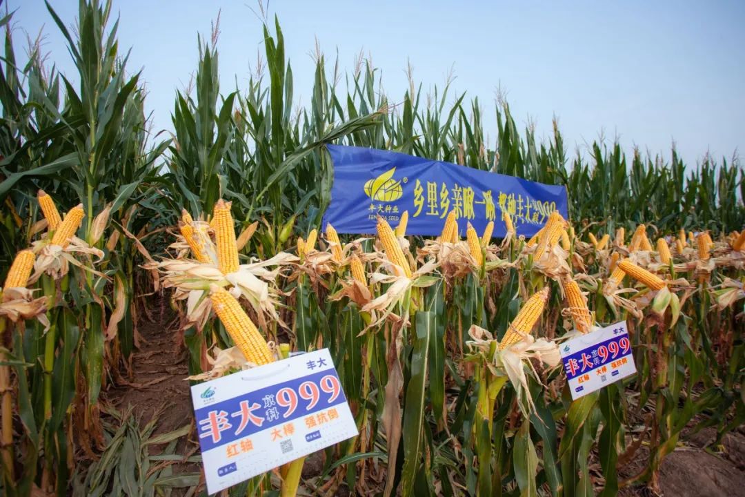 丰大611是丰大自主选育成的第一个玉米品种,已通过安徽审定,即将通过
