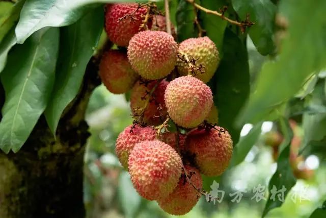 惊叹"根子红:广东荔枝第一镇的流量爆发