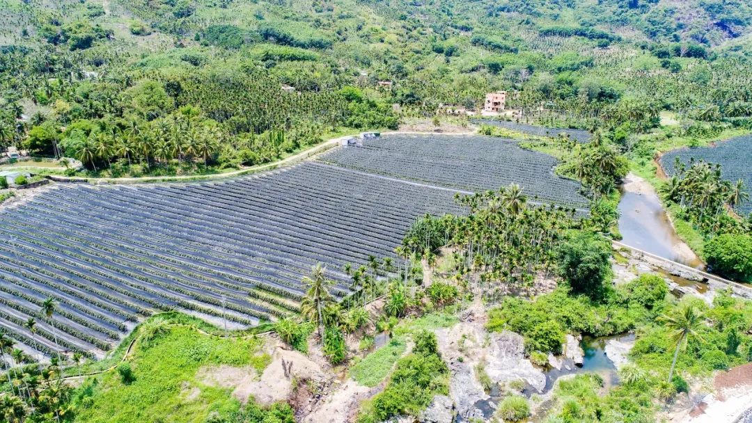 海南三亚态康公司燕窝果种植基地