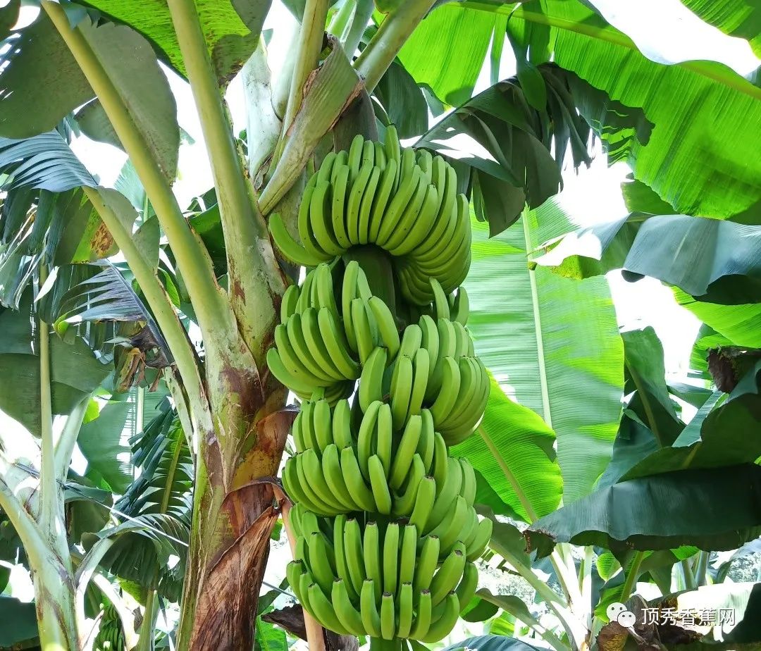香蕉树图片素材-编号13832471-图行天下