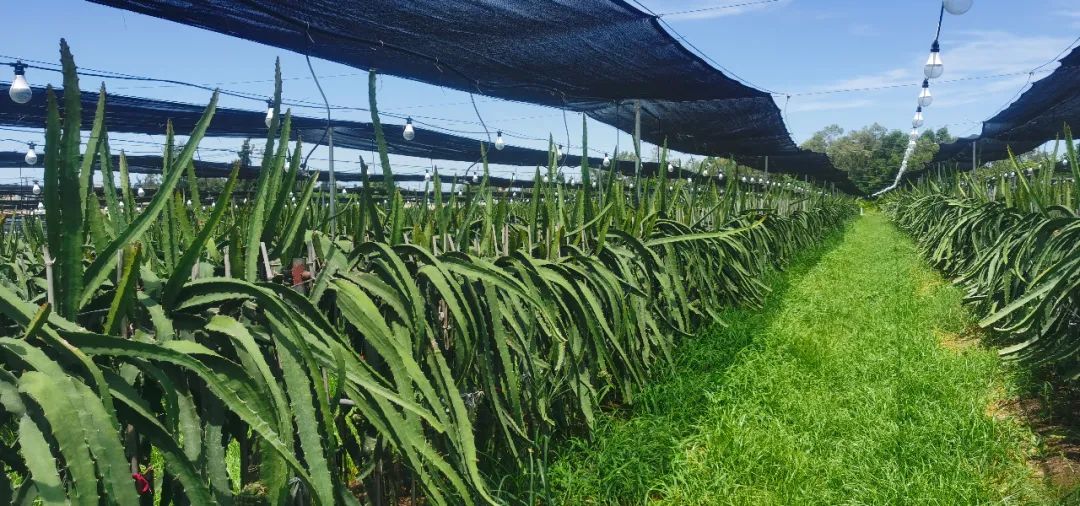 唐发种植的燕窝果预计今年7月底产果