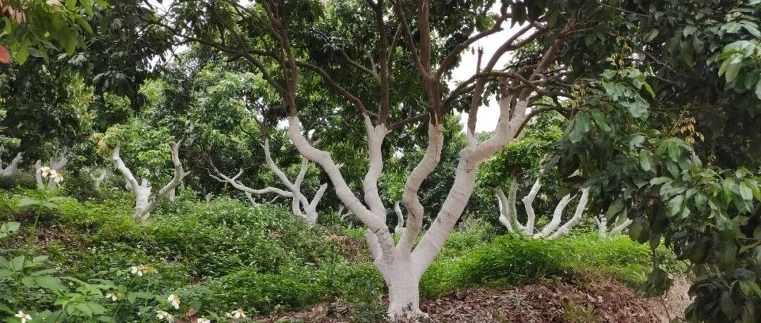 頂芽新梢發(fā)生多,，回溫后將大量繁殖,，荔枝癭螨怎么防？