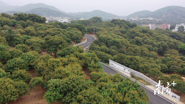 高州市根子鎮(zhèn)元壩村,。蘇奕陽攝