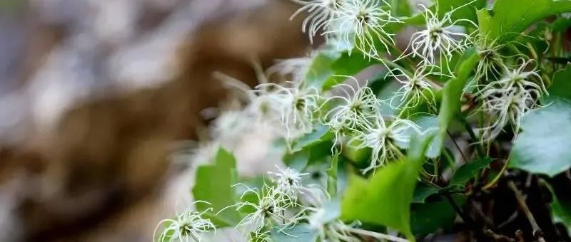 【物種保護】僅存兩株！這種葡萄入選國家一級保護植物