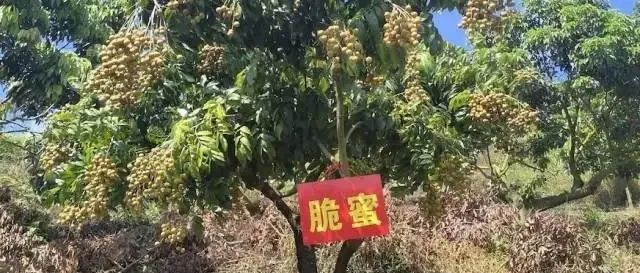 全球首个龙眼荔枝杂交品种“脆蜜”火爆全网，背后不得不说的故事