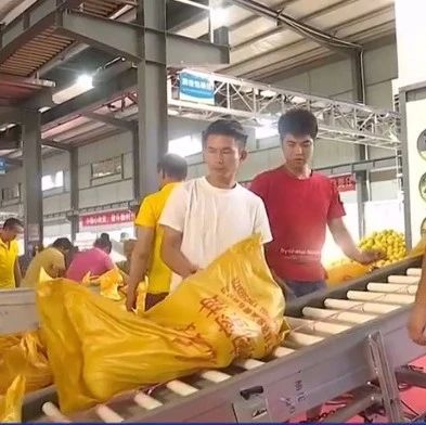 【致富有道】“黄金果”上市季，一家店一天卖出十几万元