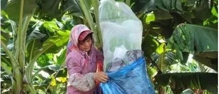 趕緊收藏,！實用的香蕉套袋技術(shù)