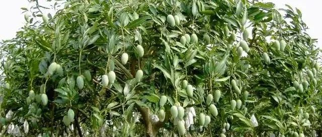 三十年育成，带四层奇香！这一芒果品种全国推广面积达47万亩
