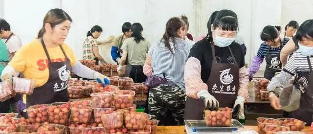 收藏,！最全荔枝保鮮技術(shù)方案！