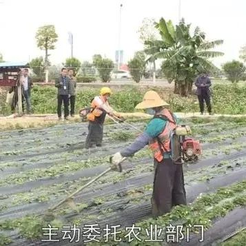 广东一草莓场涉嫌使用违禁农药，大批草莓被销毁…