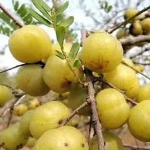 【福建特產(chǎn)】余甘子獲全國農(nóng)產(chǎn)品地理標(biāo)志