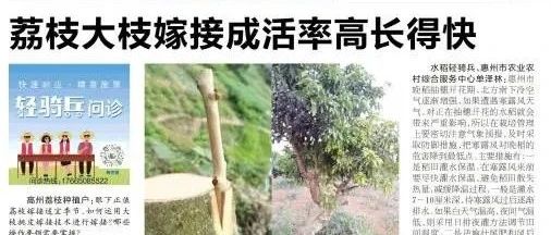 荔枝大枝嫁接成活率高、长得快｜轻骑兵问诊