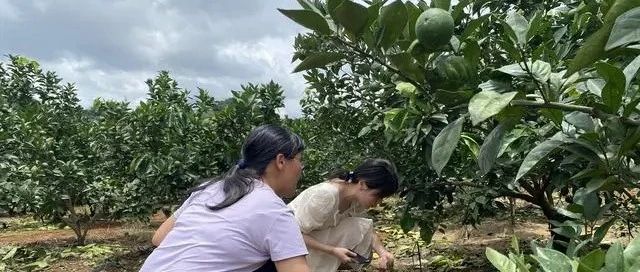 注意！木虱、红蜘蛛……当前柑桔病虫害局部偏重发生