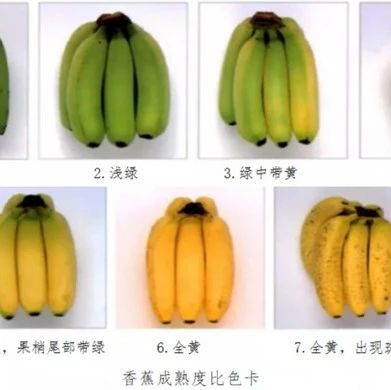 黃香蕉、綠香蕉,、紅香蕉,，香蕉到底怎么挑？