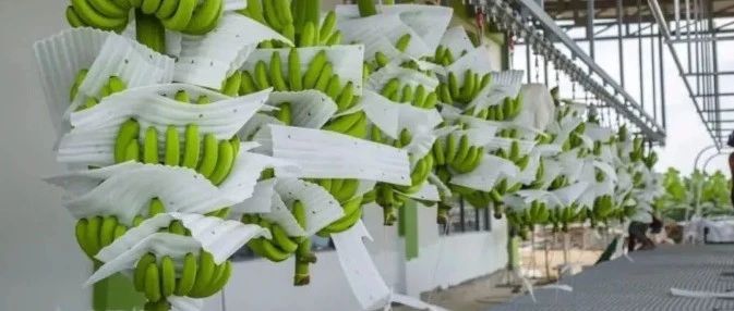 柬埔寨香蕉對華出口反彈,，積極開拓歐洲市場