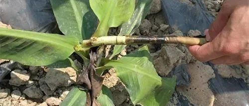 心叶坏死、假茎腐烂？香蕉心腐病这样防！