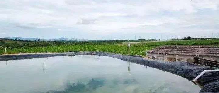 香蕉產(chǎn)量不行,，是不是灌溉技術(shù)沒到位？