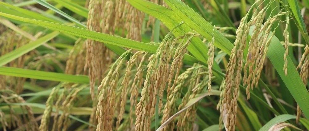 停止推广！2个水稻品种审定被撤销