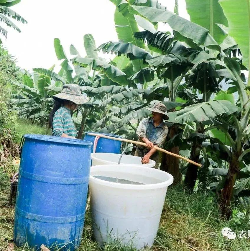 香蕉常用农药剂型介绍，你都掌握吗？