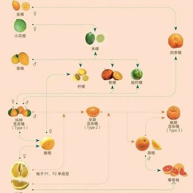 沒想到你是這樣的水果,！看看水果圈到底有多復(fù)雜？