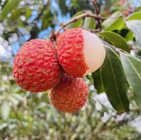 《荔枝赋》| 今夏最美的荔枝文案，请珍藏