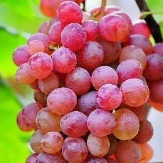 吉林長(zhǎng)春西部有條“葡萄街”,，你聽說了嗎？