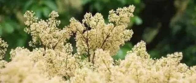 花香滿園可釀蜜,！廉江近30萬畝荔枝花?！爸Α贝銇?>
                </div>
            </a>
        </div>
        <div   id=