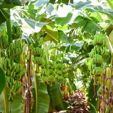 省专家为肇庆平凤香蕉种植“把脉”