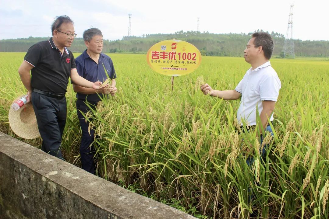 吉林省水稻超级稻品种图片