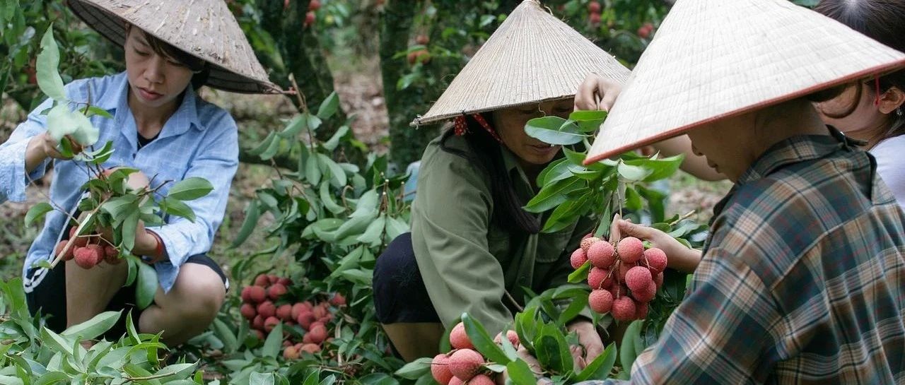 荔枝结果为何出现“大小年”现象，该怎么解决