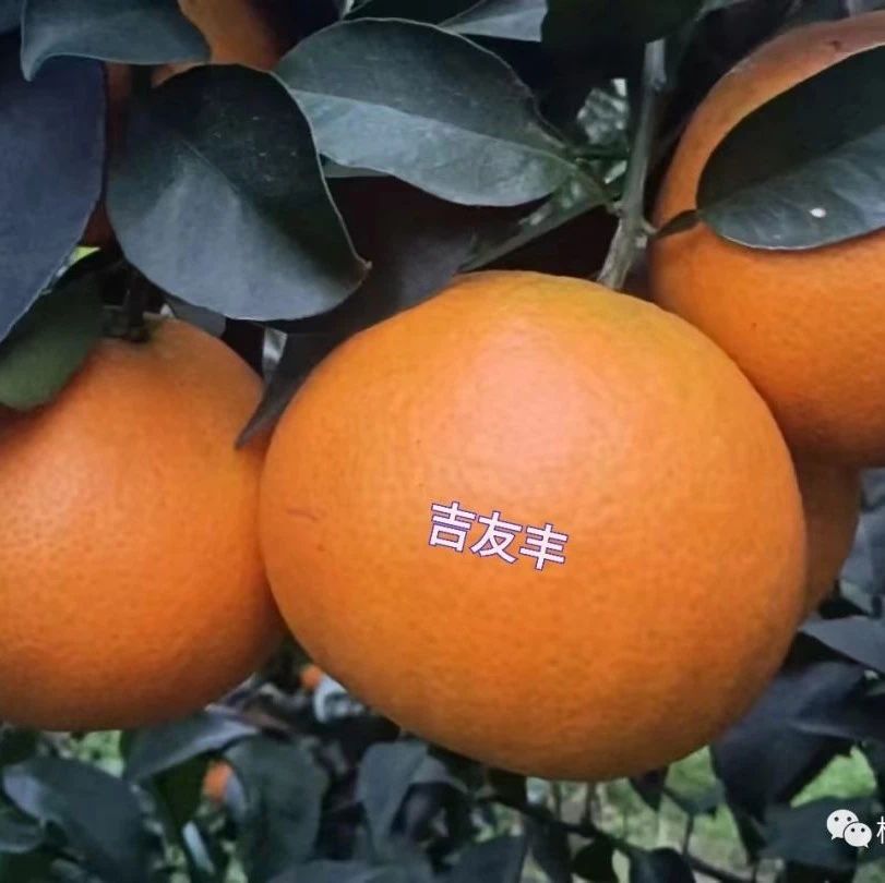 行情｜11月10日，金秋沙糖桔、沃柑、脐橙、爱媛38、耙耙柑、南丰蜜桔等行情！