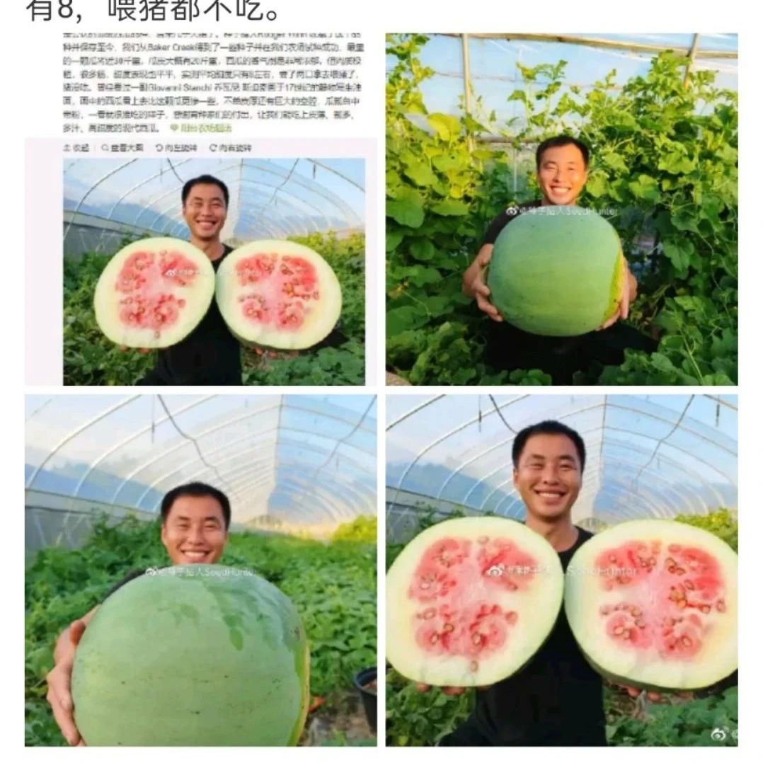 20世纪初期的西瓜告诉我们，西瓜绝对是被驯养最成功的水果！