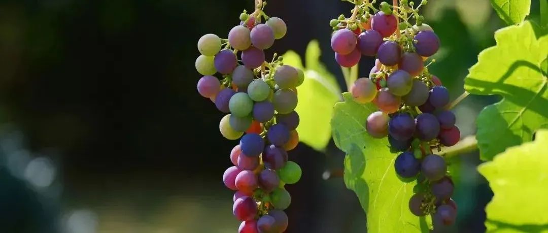 国外葡萄新品种“封锁”越来越严！中国该怎么办？