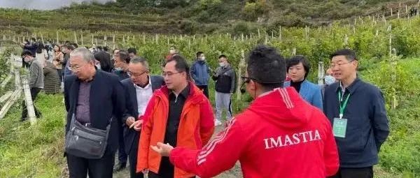 四川晚熟葡萄新產(chǎn)區(qū)—九寨溝縣的高山葡萄喜獲豐收