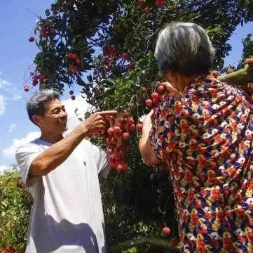 高州荔枝价格翻番！如何读懂高州荔枝价格持续高位？