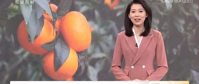 一周桔事丨广西平南柑桔成熟，产值可达6亿元