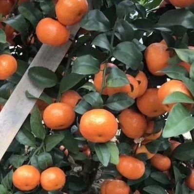 怎样让砂糖橘油包大、果皮薄，这几点要注意