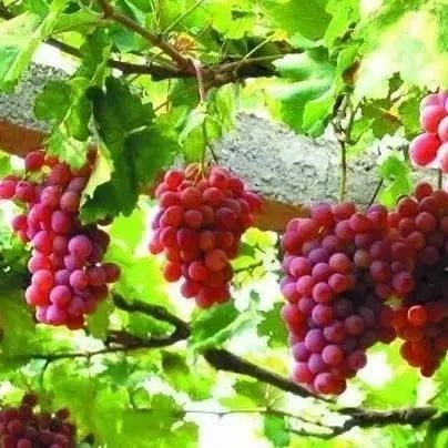 【水果價格】到底從哪些方面提高水果賣價,？