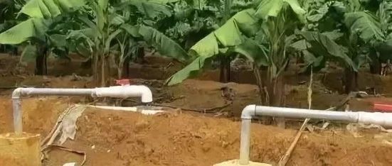 【收藏】香蕉节水节肥一体化技术