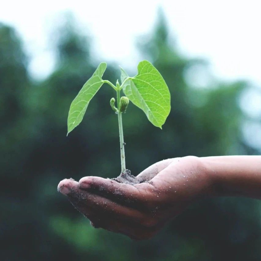 新疆搭建棉花抗逆生物育種平臺